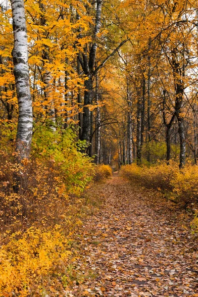 Sonbahar yeşillikleri ve ağaçları olan doğa parkı