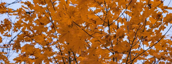 arka planını turuncu sonbahar yaprakları