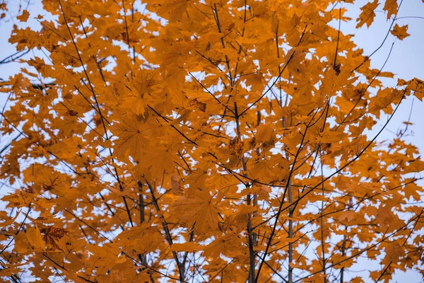 arka planını turuncu sonbahar yaprakları