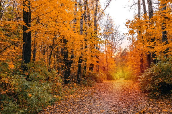 Park Przyrody Jesiennymi Liśćmi Drzewami — Zdjęcie stockowe