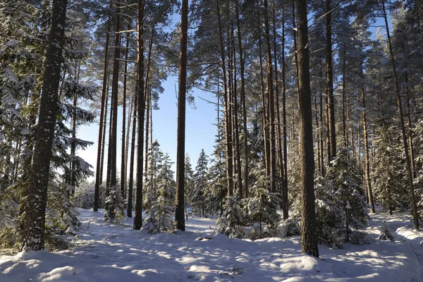 Güzel kış manzarası - Noel arifesinde karlı orman