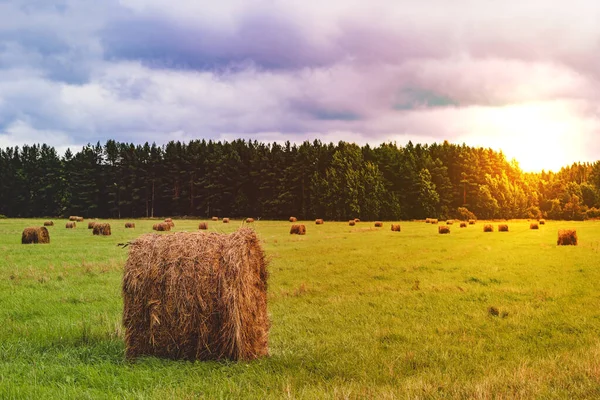 Heu Auf Dem Feld Abendsonne Bauernlandschaft lizenzfreie Stockfotos