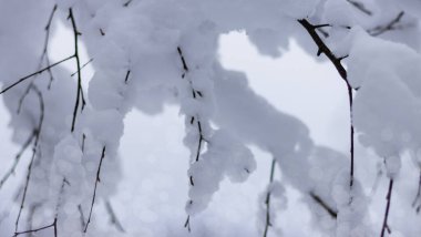 Ormanda kışın kar ağacı dalları olan bir arka plan.