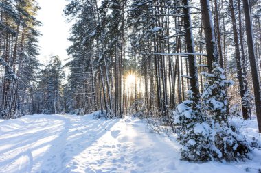 Ormanda güzel bir günbatımı, ormanda karlı doğal bir arka plan.