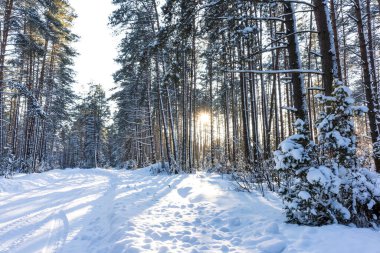 Ormanda güzel bir günbatımı, ormanda karlı doğal bir arka plan.