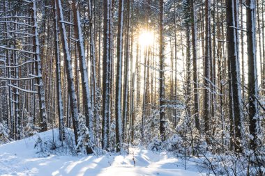 Ormanda güzel bir günbatımı, ormanda karlı doğal bir arka plan.