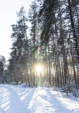 Ormanda güzel bir günbatımı, ormanda karlı doğal bir arka plan.