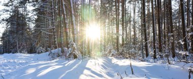 Ormanda güzel bir günbatımı, ormanda karlı doğal bir arka plan.