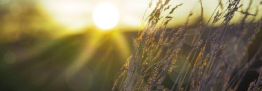 Gün batımında çayırda yeşil çimlerle birlikte doğal arka plan