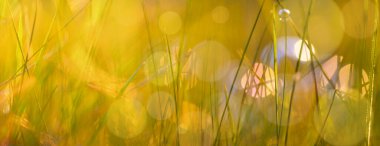 Soyut arkaplan, sabun köpüklü çimenler gün batımında