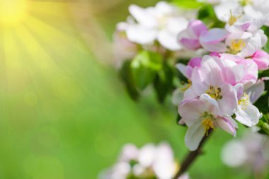 Bahar doğasının arka planında çiçek açan elma ağacının güzel yaprakları.