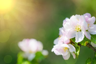 Bahar doğasının arka planında çiçek açan elma ağacının güzel yaprakları.