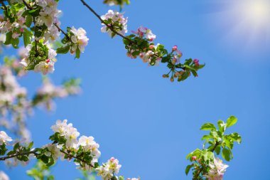 Bahar doğasının arka planında çiçek açan elma ağacının güzel yaprakları.
