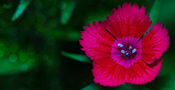 緑の庭に美しい赤い花を咲かせ — ストック写真