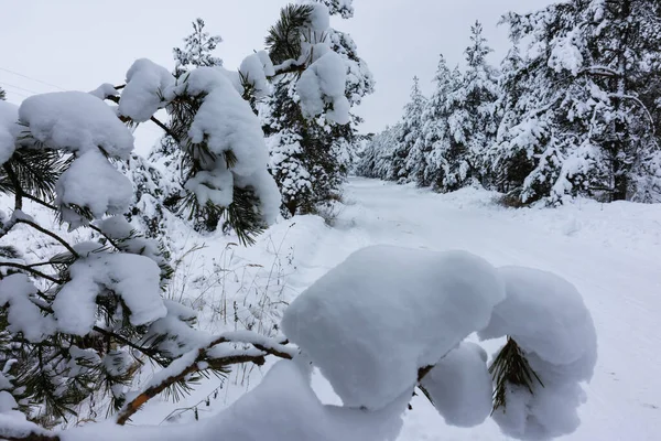 Natuurlijke Achtergrond Met Winterlandschap Met Sneeuwweg Het Bos — Stockfoto