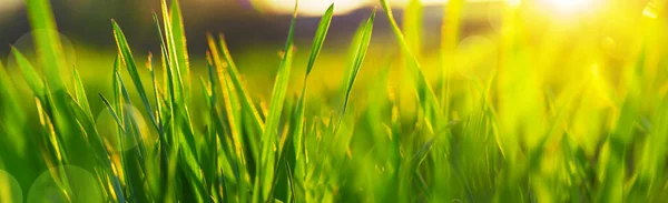 Natural Background Green Grass Meadow Sunset — Stock Photo, Image
