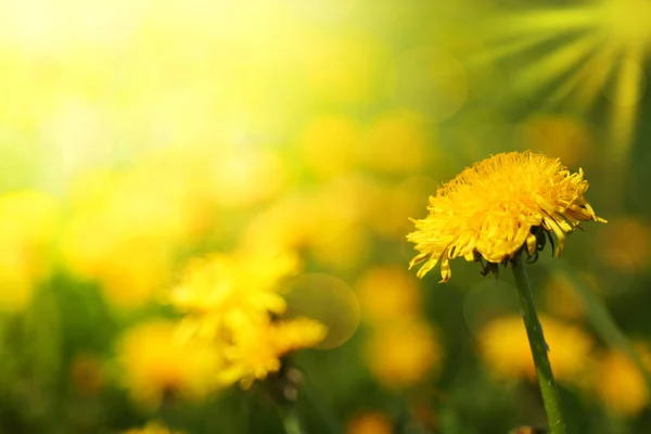 Beautiful Background Yellow Dandelion Sunny Meadow — Stock Photo, Image
