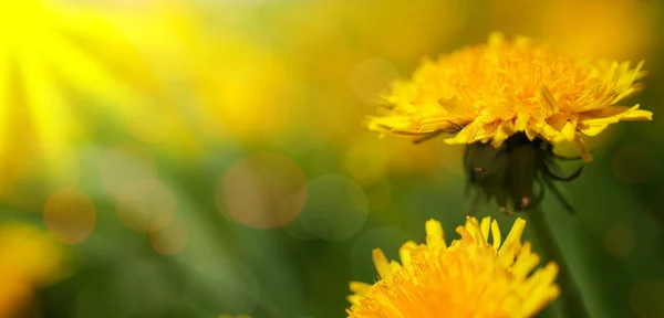 Beautiful Background Yellow Dandelion Sunny Meadow — Stock Photo, Image