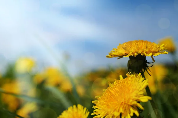 Beautiful Background Yellow Dandelion Sunny Meadow — Stockfoto
