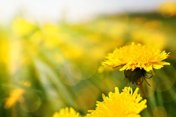 Beautiful Background Yellow Dandelion Sunny Meadow — Stockfoto