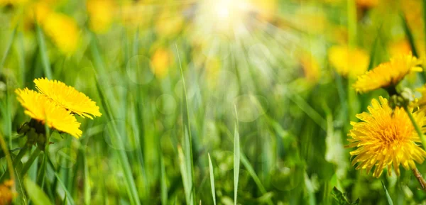 Beautiful Dandelions Meadow Spring Background — Stockfoto