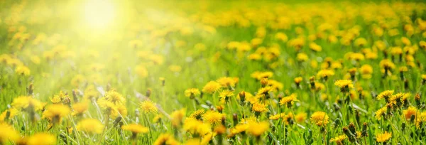 Schöner Hintergrund Mit Einem Gelben Löwenzahn Auf Einer Sonnigen Wiese — Stockfoto