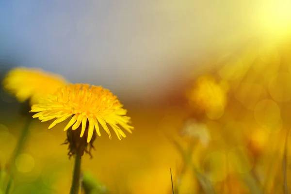 Beautiful Dandelions Meadow Spring Background — Stockfoto
