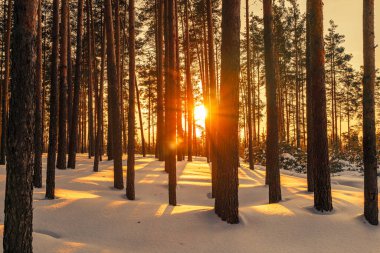 Gün batımında karla kaplı ormanlı kış manzarası