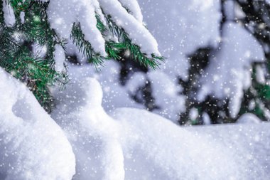 Güzel Noel arkaplanı ladin dalları ve karla kaplı, kış ormanı
