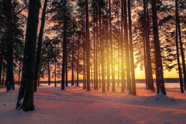 Gün batımında karla kaplı ormanlı kış manzarası