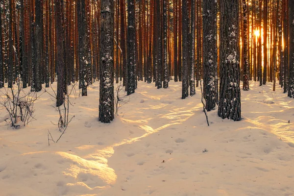 Winter Landscape Snow Covered Forest Sunset lizenzfreie Stockbilder
