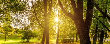 Beautiful spring background with sunset in the forest