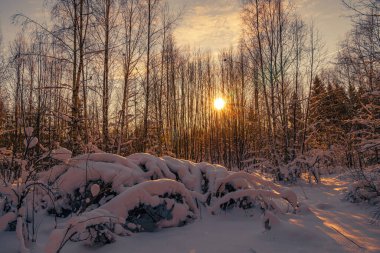 Ormanda karla kaplı ağaçlarla güzel bir kış manzarası