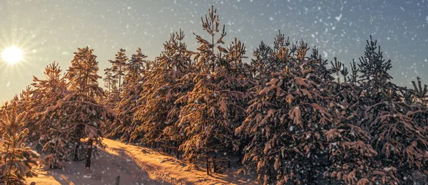 Beautiful Winter Landscape Snow Covered Trees Forest — Stock Photo, Image