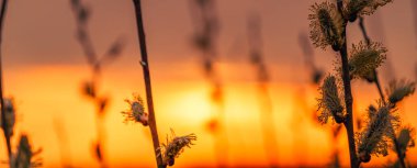 Tomurcukları ve batan güneşiyle güzel bir bahar arkaplanı