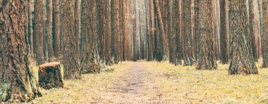 Orman yolu olan güzel bir arka plan.