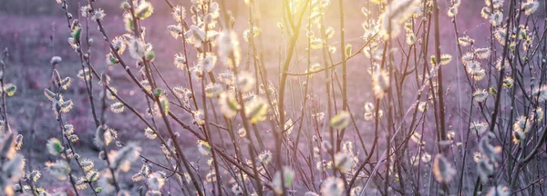 Schöner Frühlingshintergrund Mit Knospen Und Der Untergehenden Sonne — Stockfoto
