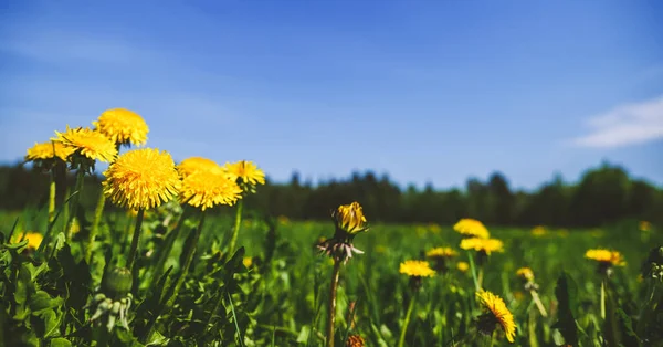 Natural Background Yellow Dandelions Green Meadow — Stock Photo, Image