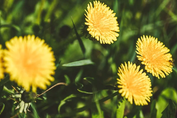 Natural Background Yellow Dandelions Green Meadow — Stock Photo, Image