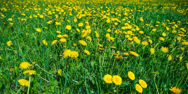 Fondo Naturale Con Denti Leone Gialli Prato Verde — Foto Stock