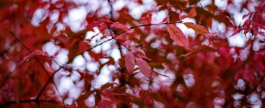 Ormandaki bir dalda kırmızı yapraklar olan soyut yaz arkaplanı