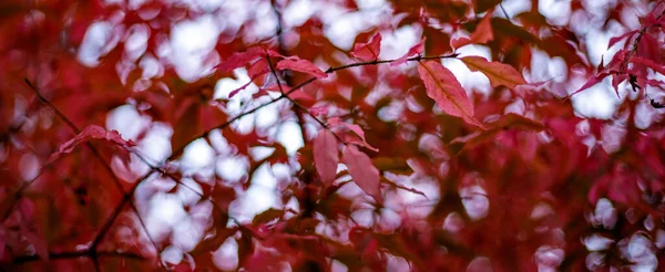 Ormandaki bir dalda kırmızı yapraklar olan soyut yaz arkaplanı