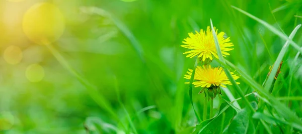 Abstract Spring Background Green Grass Dandelion — Stock Photo, Image