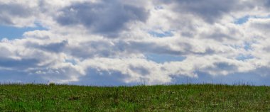 Yeşil çayırdaki bir ağaçla doğal arka plan