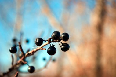 Sonbaharda doğa ölür ve bitkiler sıkıcı, sıkıcı ve sıkıcı görünür.