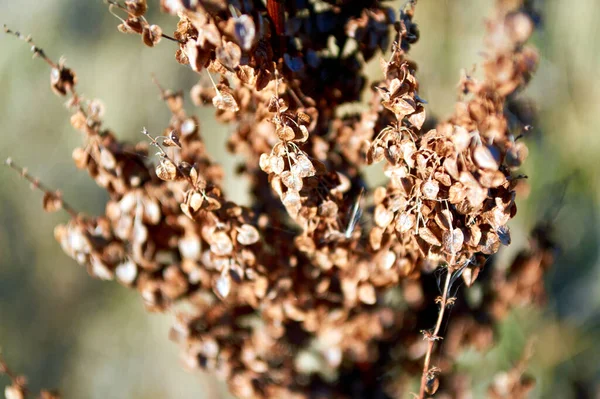 Ősszel Természet Meghal Növények Unalmasnak Unalmasnak Érdektelennek Tűnnek — Stock Fotó