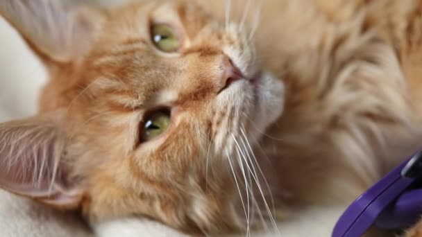 Портрет чудового пухнастого червоного кота з великими зеленими очима. Мен Кун бреше, дивиться, кусає щітку. Поняття догляду за котами та домашніми тваринами. — стокове відео