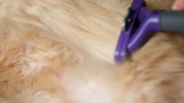 The process of cutting long hair of a red cat close up, the concept of keeping and caring for domestic and feline animals, molting — Stock Video