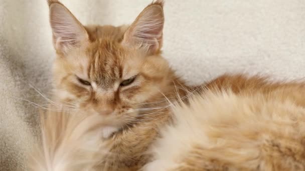 Beautiful red Maine Coon cat close-up lies on a soft comfortable chair on a light blanket, looks calmly, blinks, falls asleep, then looks around with curiosity, concept of pets, light background — Vídeo de Stock