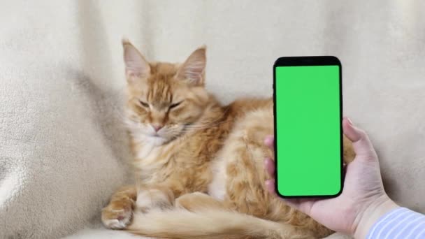 Smartphone with a green screen in hand against the background of a red Maine Coon cat,which lies and sleeps on light blanket in comfortable armchair. Concept of websites for products for pets. mockup — Stockvideo